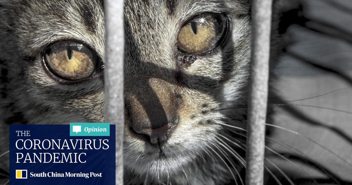 Animal Cruelty Police Force Needed In Hong Kong Experts Say