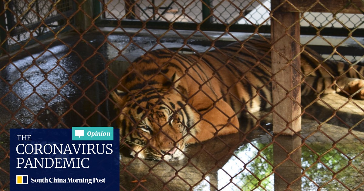 Tiger Selfies Chinese Indian Tourists Lead Cruel Social Media Trend That S Driving Thailand S Captive Wildlife Industry South China Morning Post This was on february 26th, 2016 in tiger kingdom kathu phuket. tiger selfies chinese indian tourists