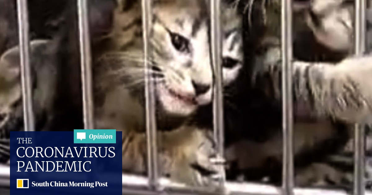 Why Are Japanese Torturing Cats And Posting The Videos Online South China Morning Post