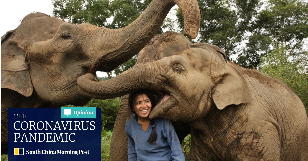 Elephant Tourism The Fight In Asia Against Unethical Operators