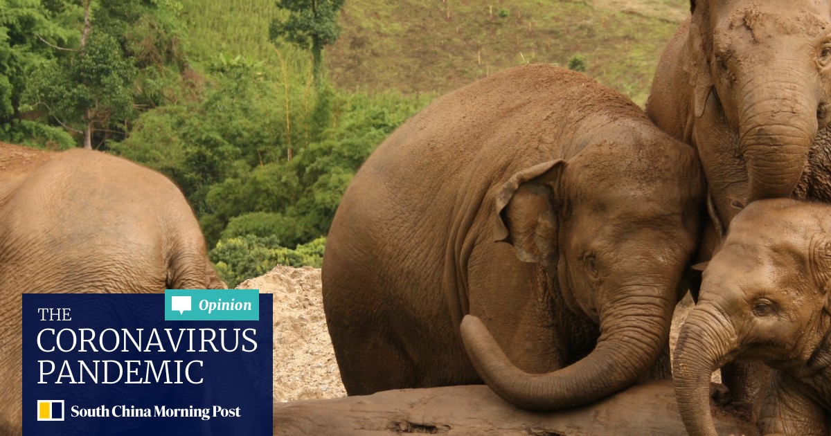 Elephant Tourism The Fight In Asia Against Unethical Operators