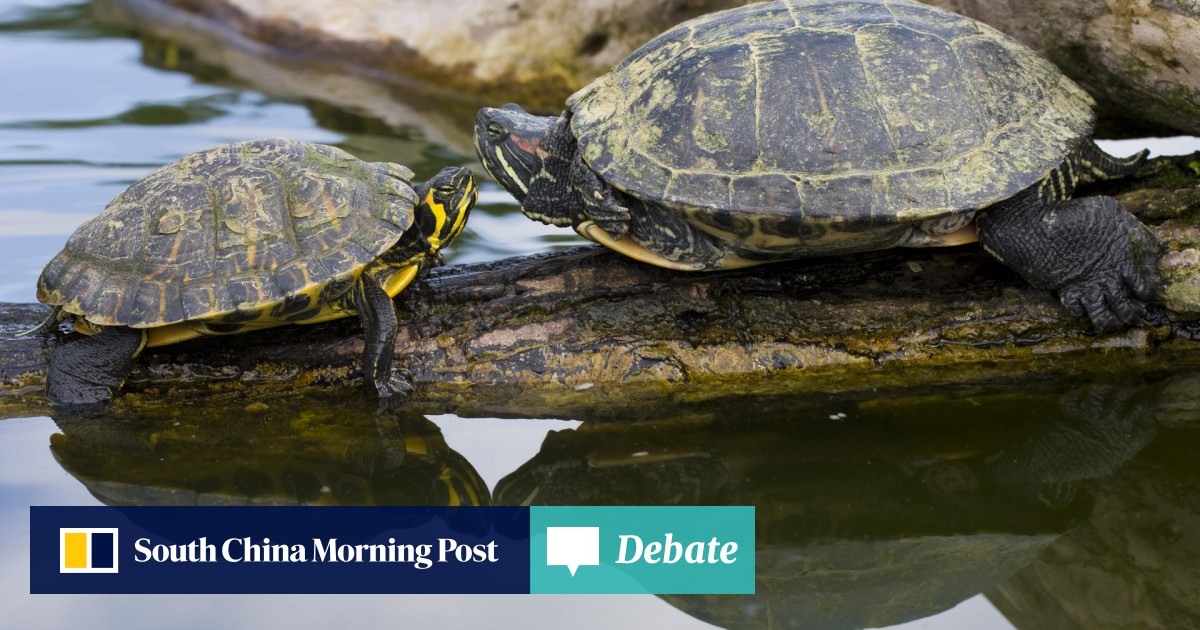 Proper turtle care needs knowledge and dedication | South ...