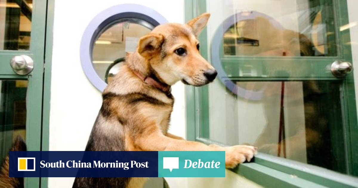 Spca Pet Adopathon South China Morning Post