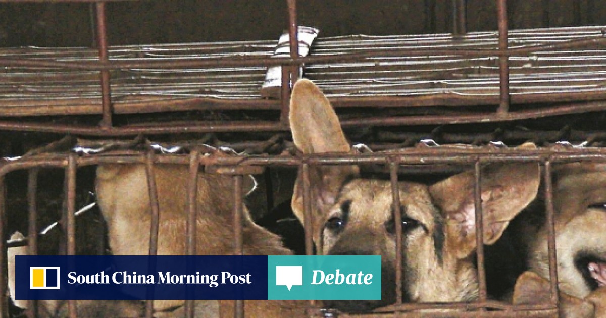 Asia S Booming Dog Meat Business And The Activists Seeking To End A Cruel Trade South China Morning Post
