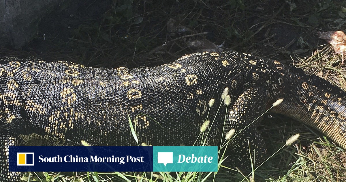 Behold The Lizard King Giant 2 4 Metre Asian Water Monitor Is Captured After Terrorising Florida Neighbourhood For Months South China Morning Post