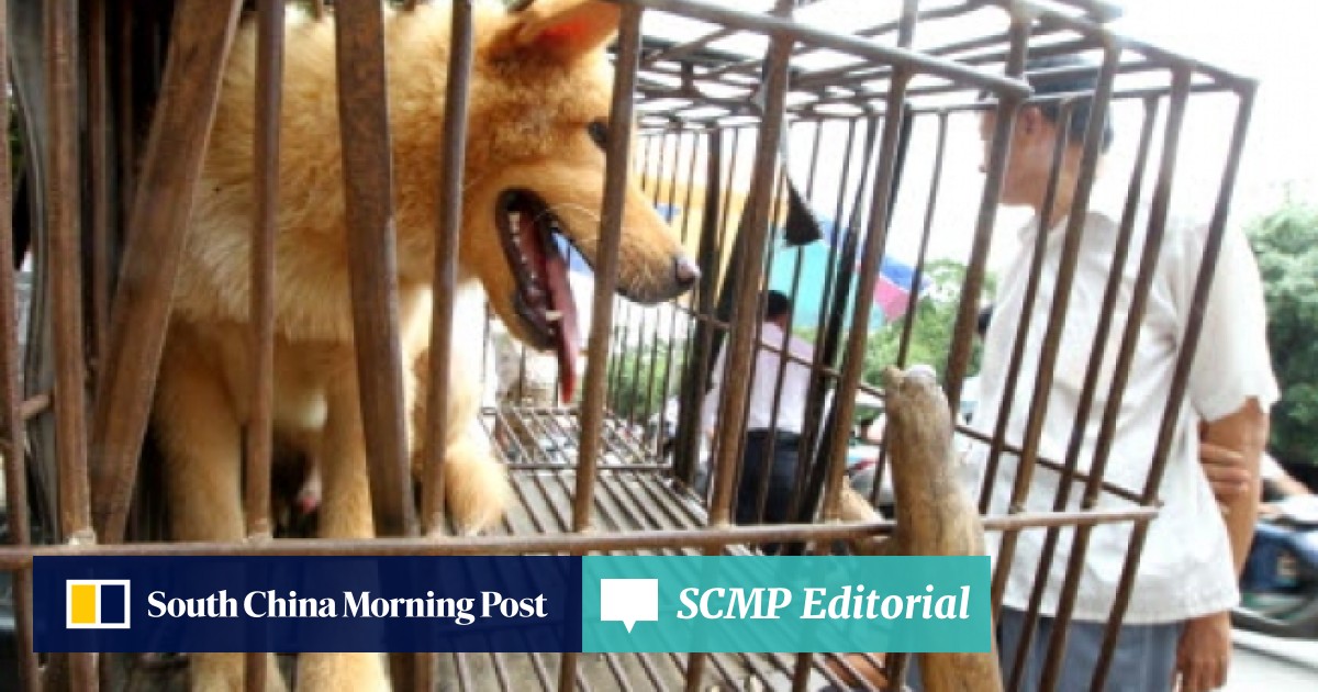 China Animal Activists Rescue Hundreds Of Dogs Before Dog - 