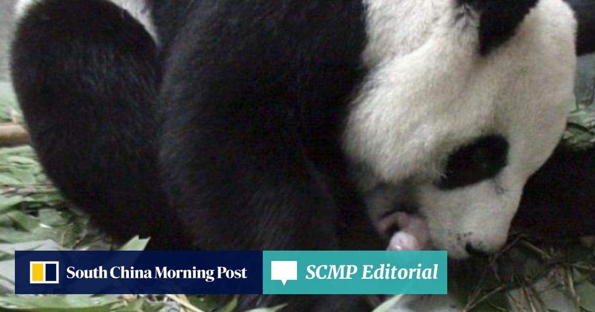 Newborn Baby Panda Attracts Attention From Both Sides Of The