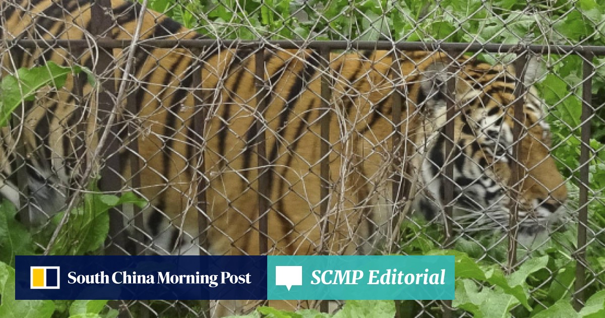 Why 1 800 Tigers Are In A Rundown China Park To Be Made - 