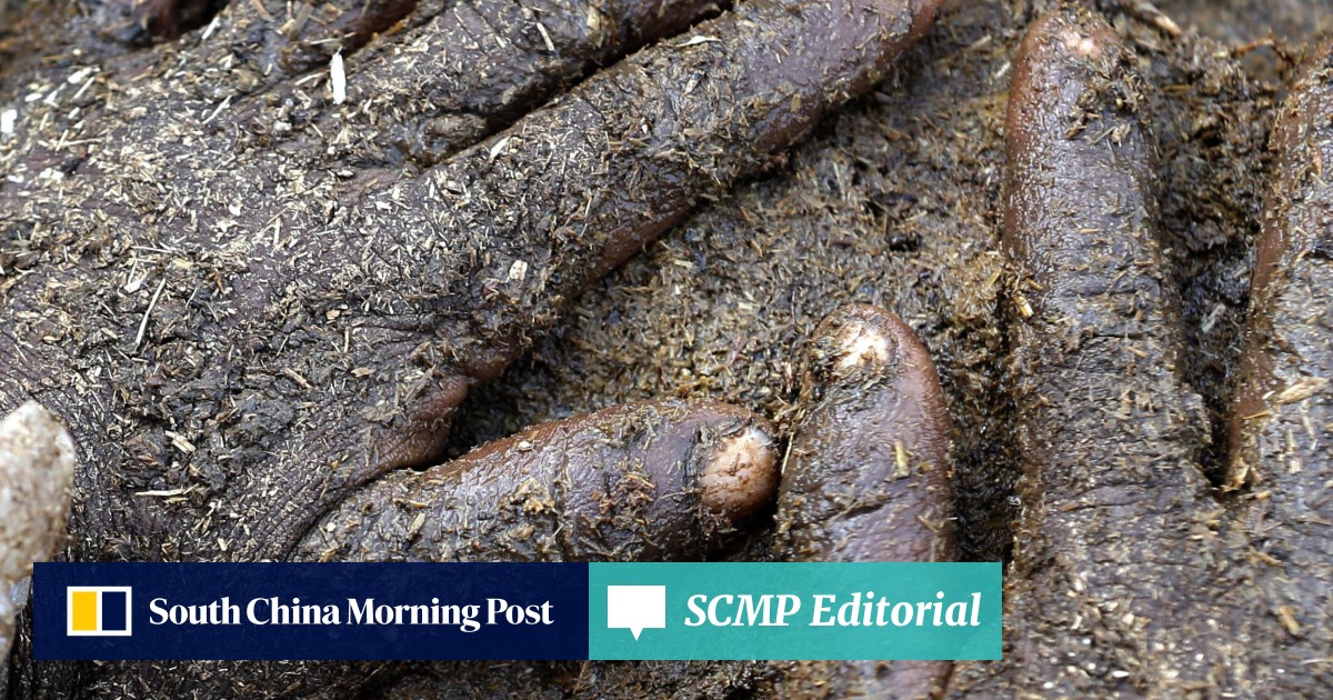 Cow Dung Patties Selling Like Hot Cakes Online In India - 