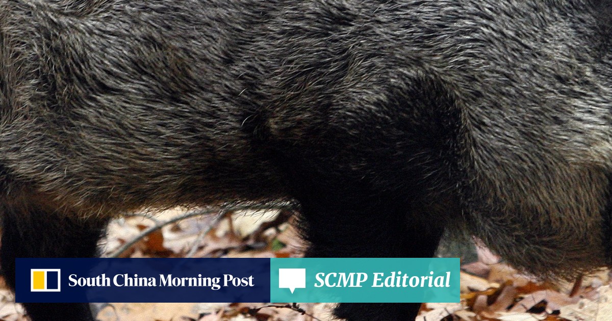 Taking inspiration from the wild boar in the Year of the Pig South