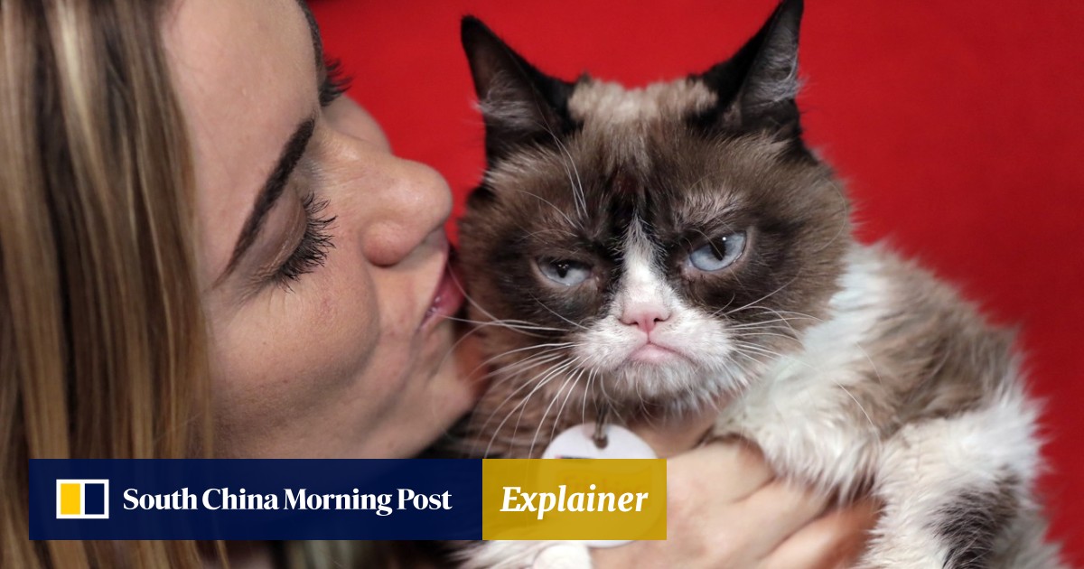 Grumpy Cat Wins Us 710 000 Court Payout Cat Still Haz No Lols South China Morning Post
