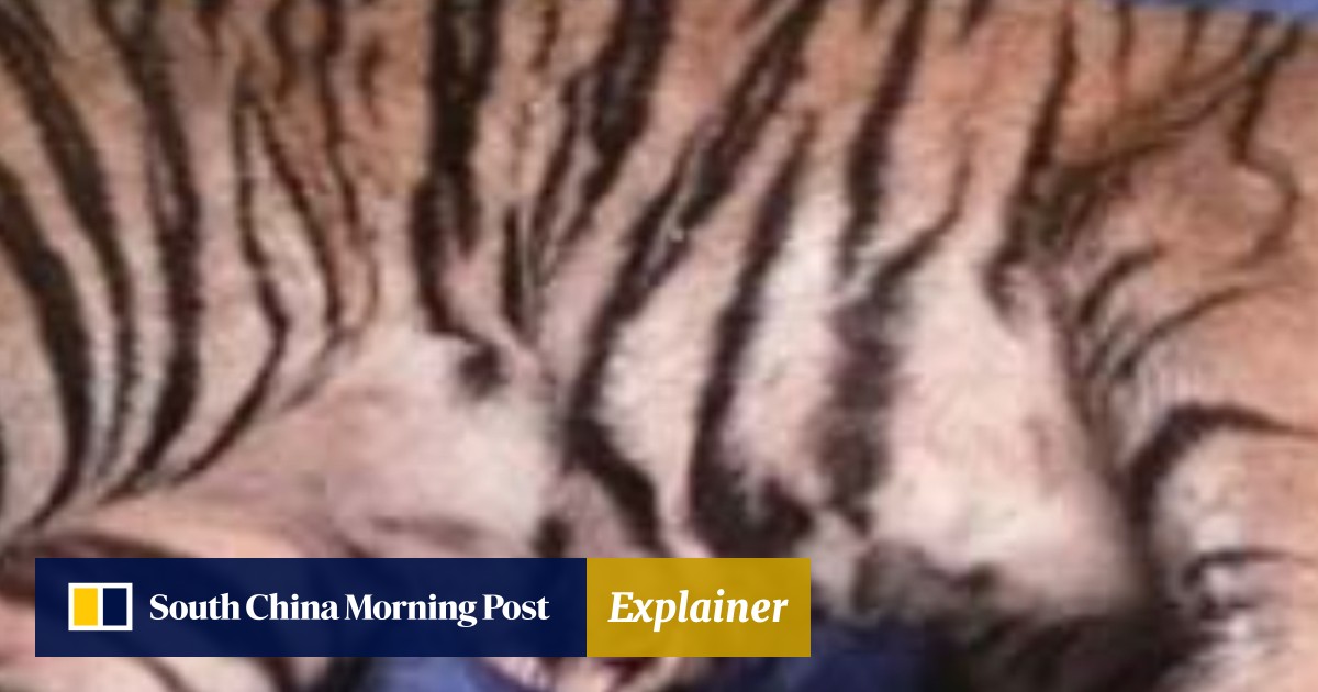 Tiger Farms And Illegal Wildlife Trade Flourishing In Laos