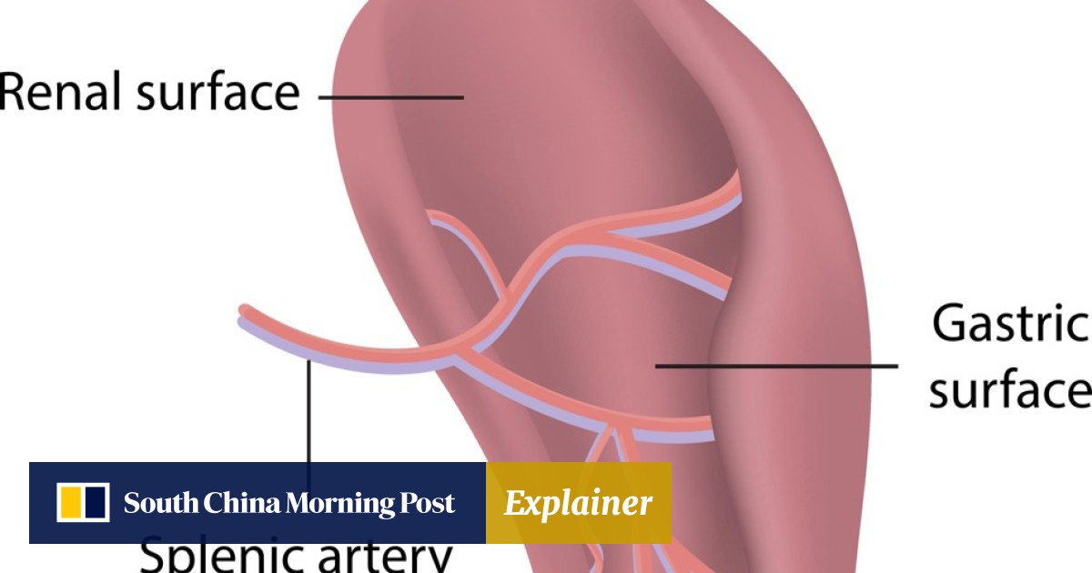 The Spleen All You Need To Know From How It Works To The Best