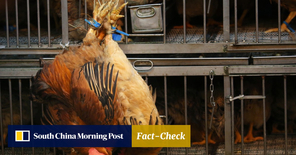 Chicken Companies Threaten To Sue Government Over Culling Compensation South China Morning Post