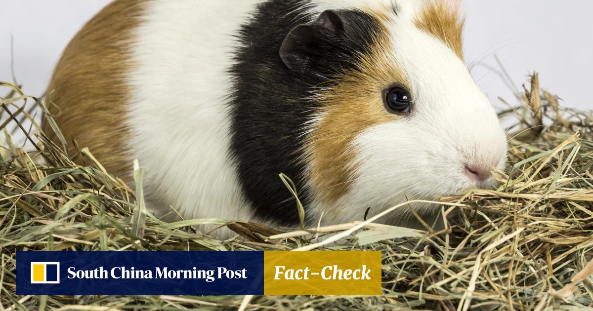 Fascinating Facts About Cats Rabbits And Guinea Pigs