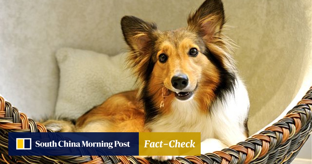 Dog Special Shopping For Your Precious Pup South China Morning Post