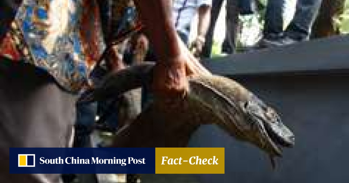 Critics Demand Improvements At Indonesia S Zoo Of Death After Rare Sumatran Tiger Giraffe And Komodo Dragons Die South China Morning Post