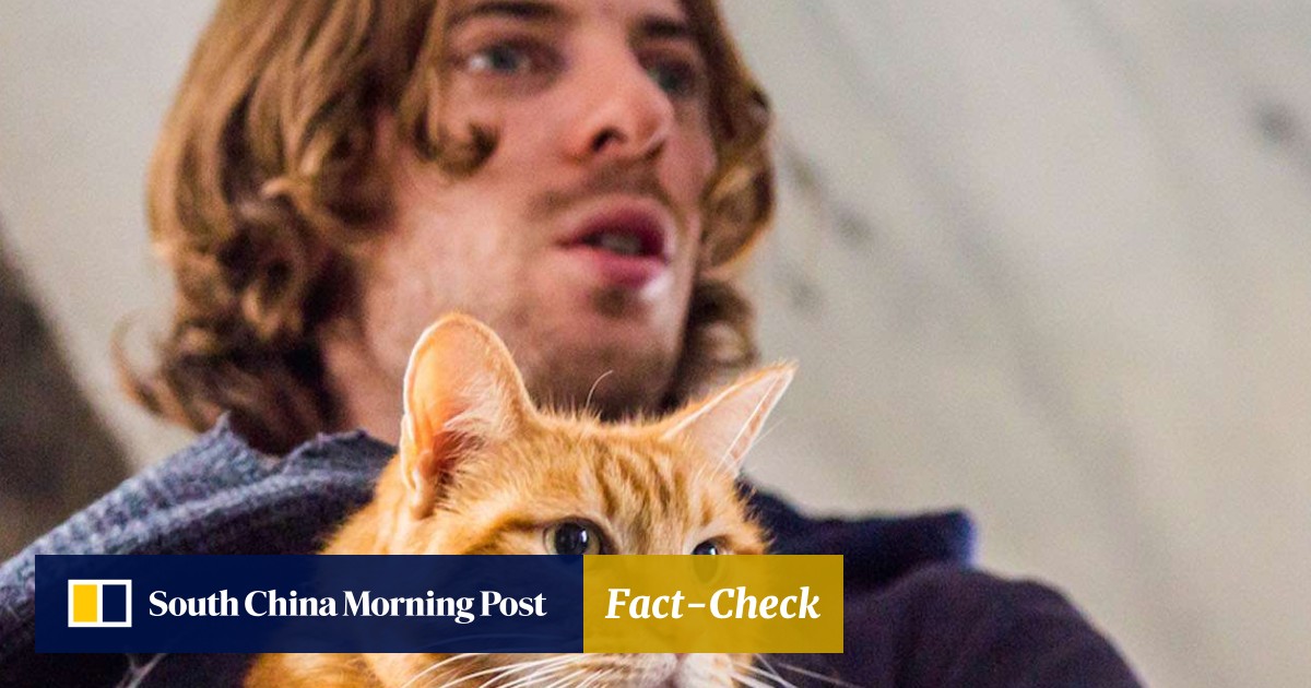 Film Review A Street Cat Named Bob True Story Of Addict And
