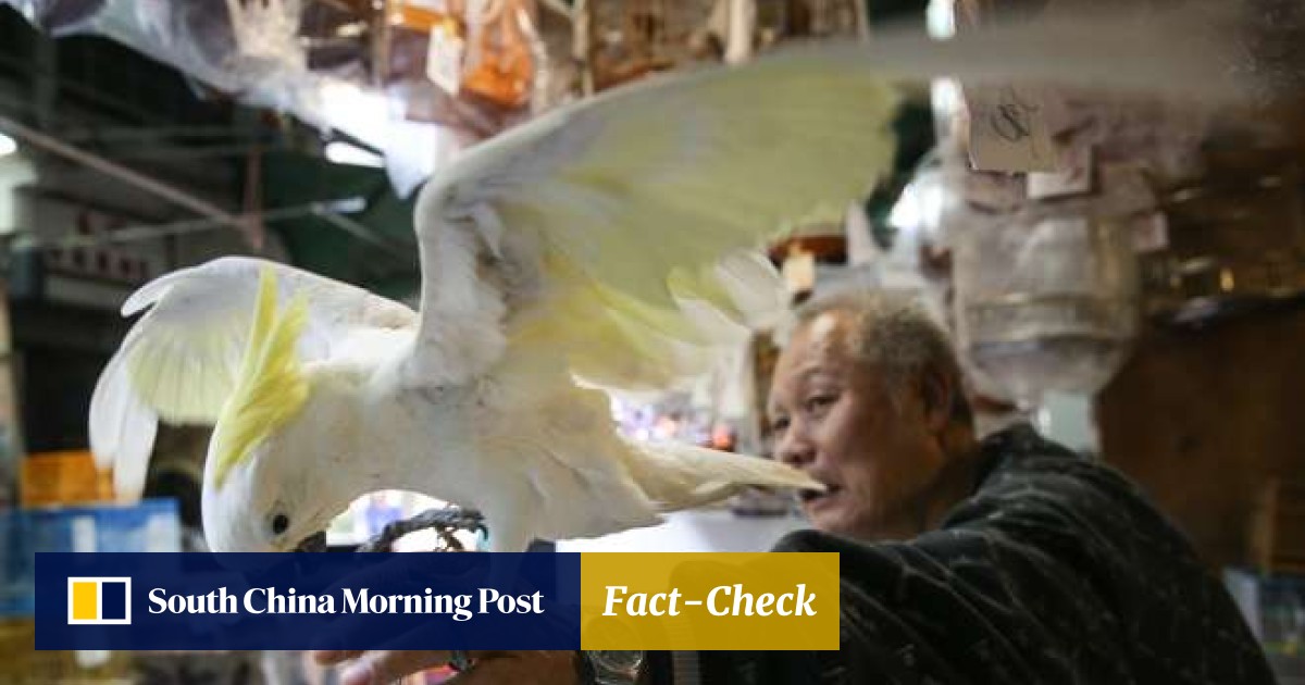 Hong Kong A Sanctuary For Cockatoos Driven To Brink Of Extinction