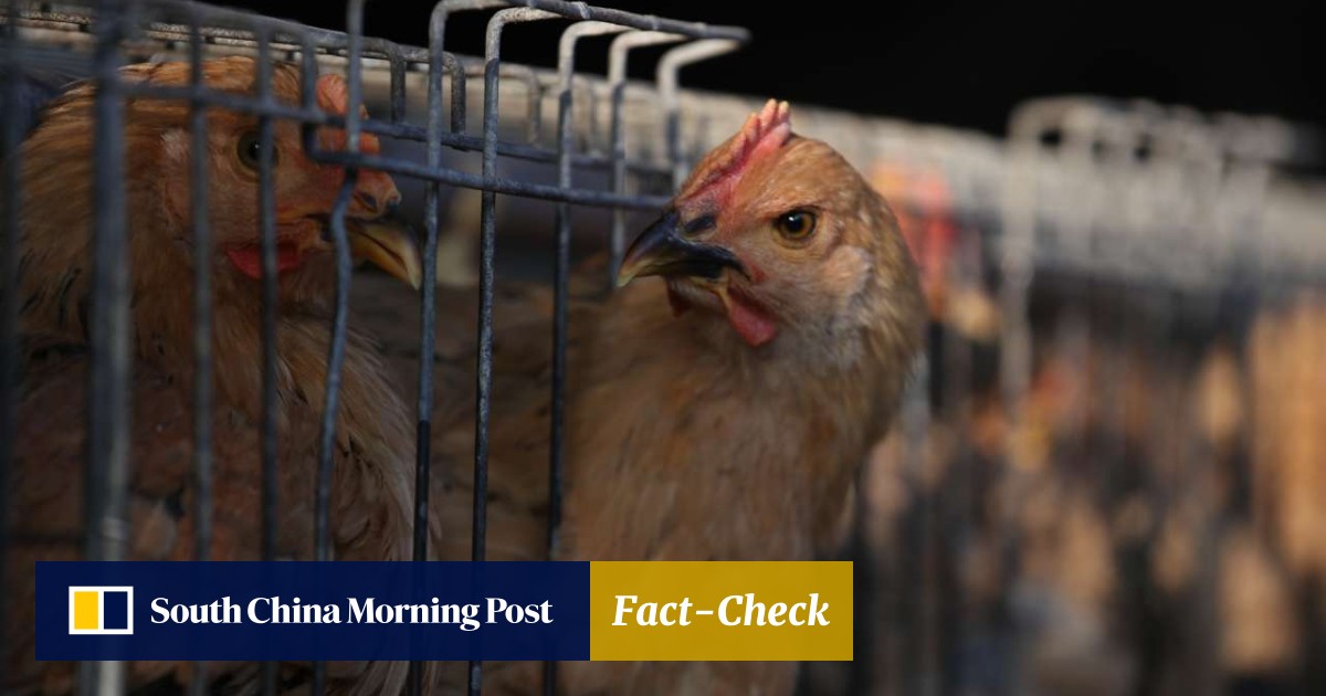 Hong Kong Sale Of Live Chickens Recommended To Remain On Menu
