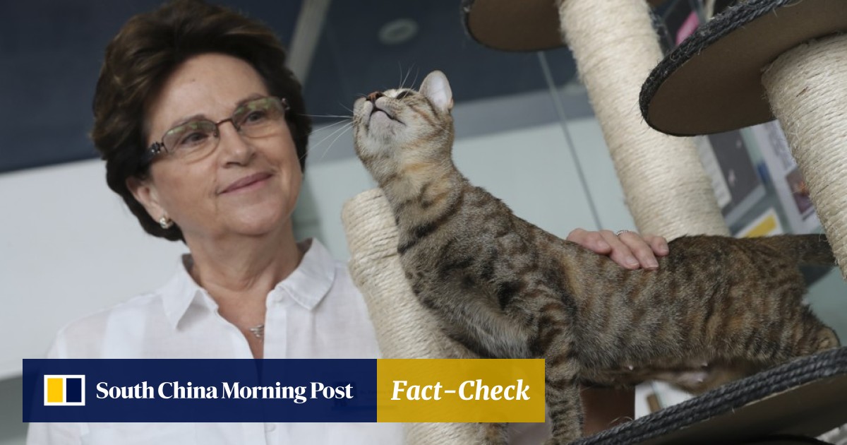 Should Hongkongers With Their Tiny Flats Own Cats Seven Tips For