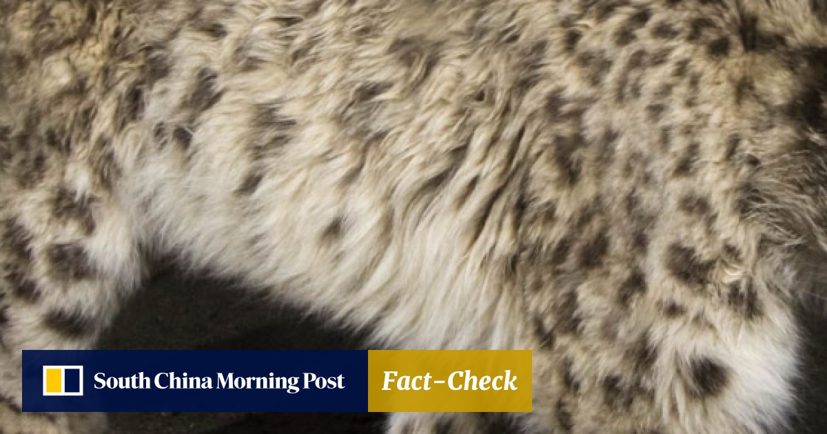 Snow Leopards Playing Hide And Seek With Himalaya S Living
