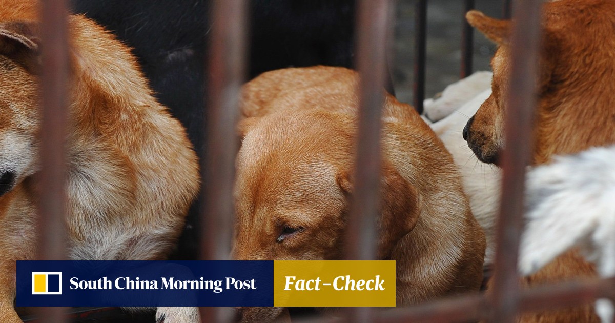 Dog Meat Off The Menu In Vietnams Capital Hanoi As - 