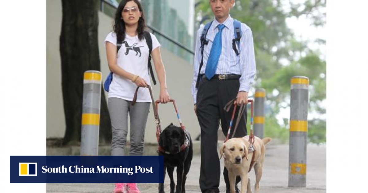 Guide dogs return to streets of HK after 3-decade absence | South China ...