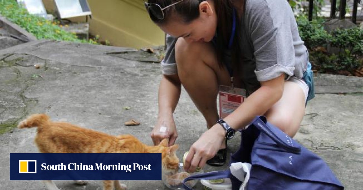 Relax park rule to let SPCA neuter stray cats there Welfare groups