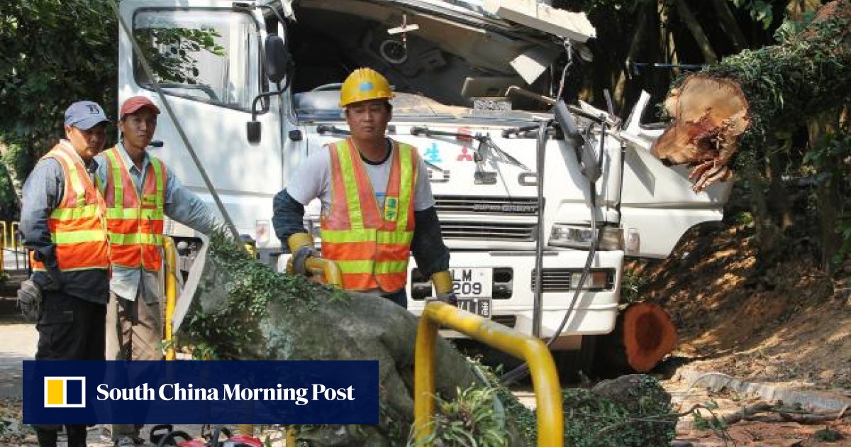 Truck passenger killed by collapsing banyan | South China Morning Post