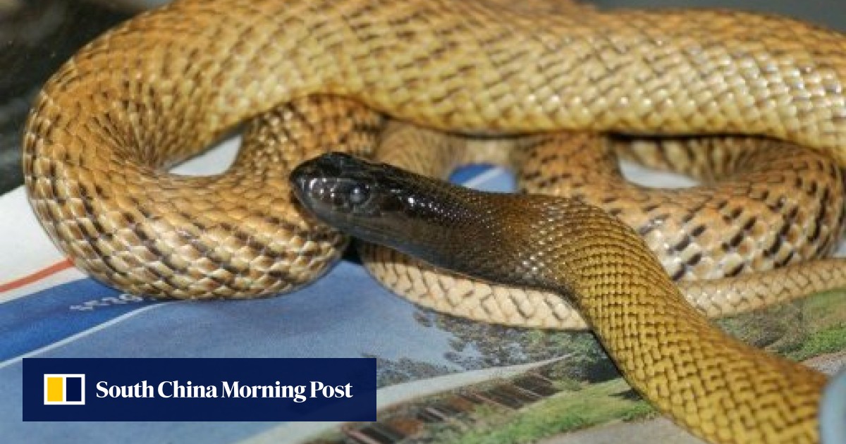 Deadly taipan snake kills man in Australia South China Morning Post