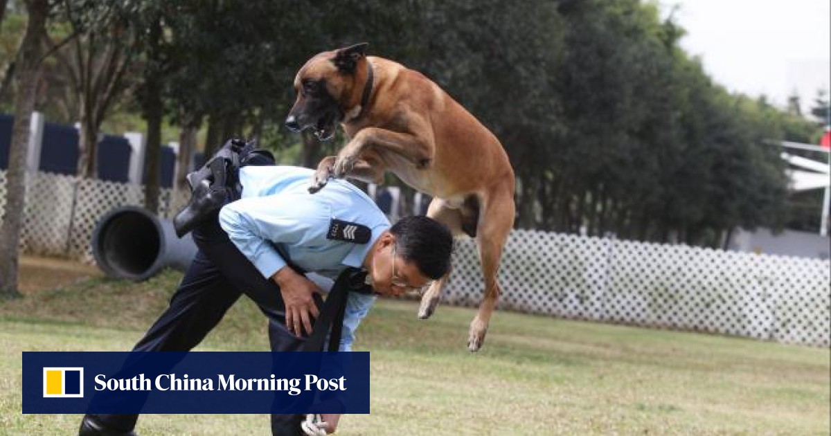 Hong Kong police canines to do double duty as drugs dogs South China Morning Post