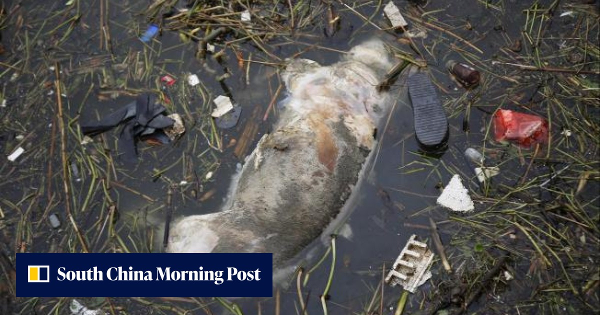 Dead pigs turn up in Shanghai's water supply | South China Morning Post