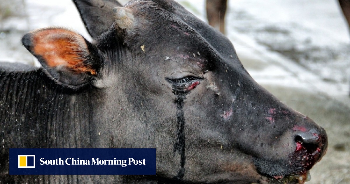 Animal cruelty that shames Hong Kong | South China Morning Post