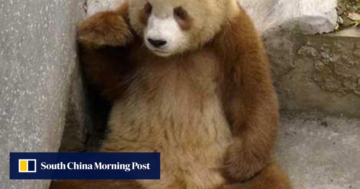Photos of rare brown panda in Shaanxi published | South China Morning Post