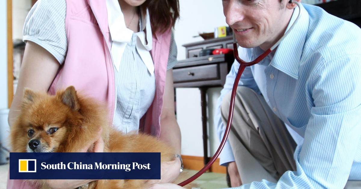 Housecall veterinarians set up mobile animal clinics South China