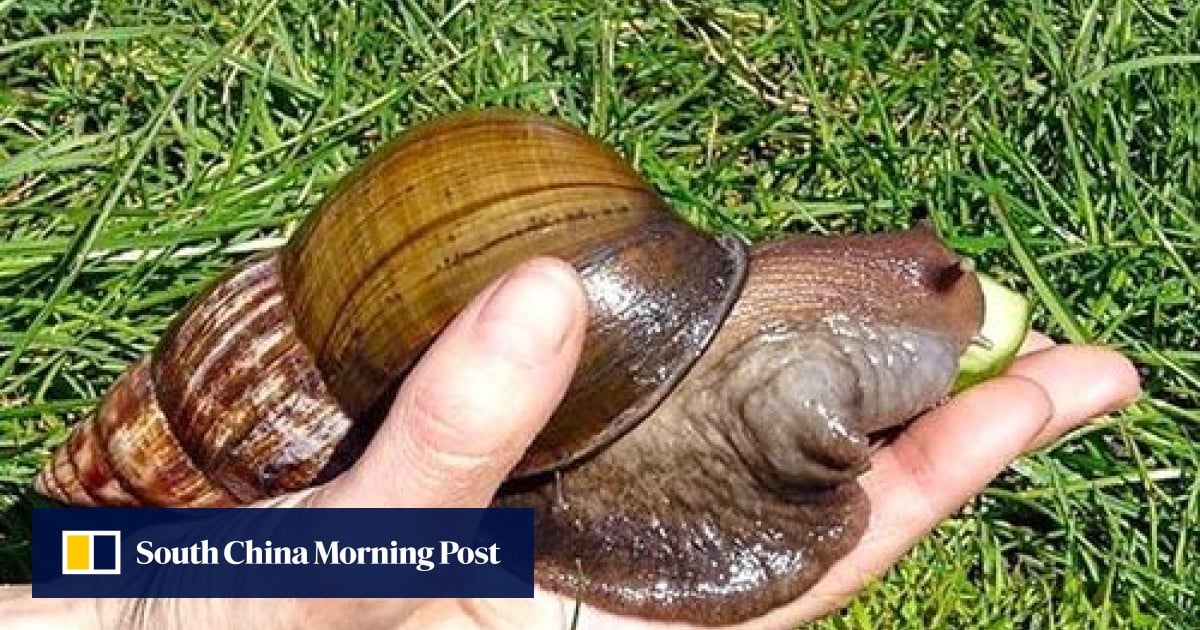 Many Chinese disappointed 'giant snails' can't be eaten South China