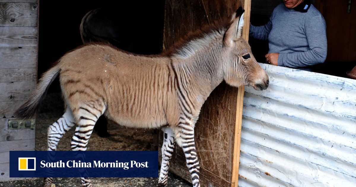 Rare 'zonkey', result of zebra mating with donkey, draws crowds in