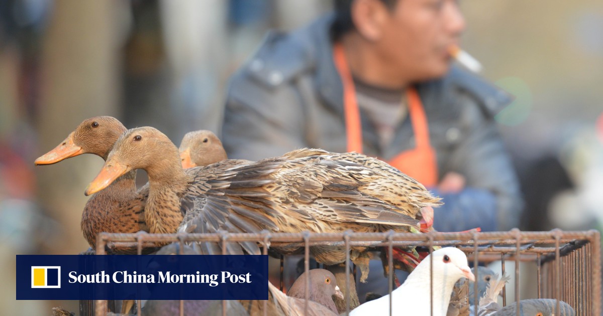 Two more people have H7N9 bird flu in Guangdong | South ...