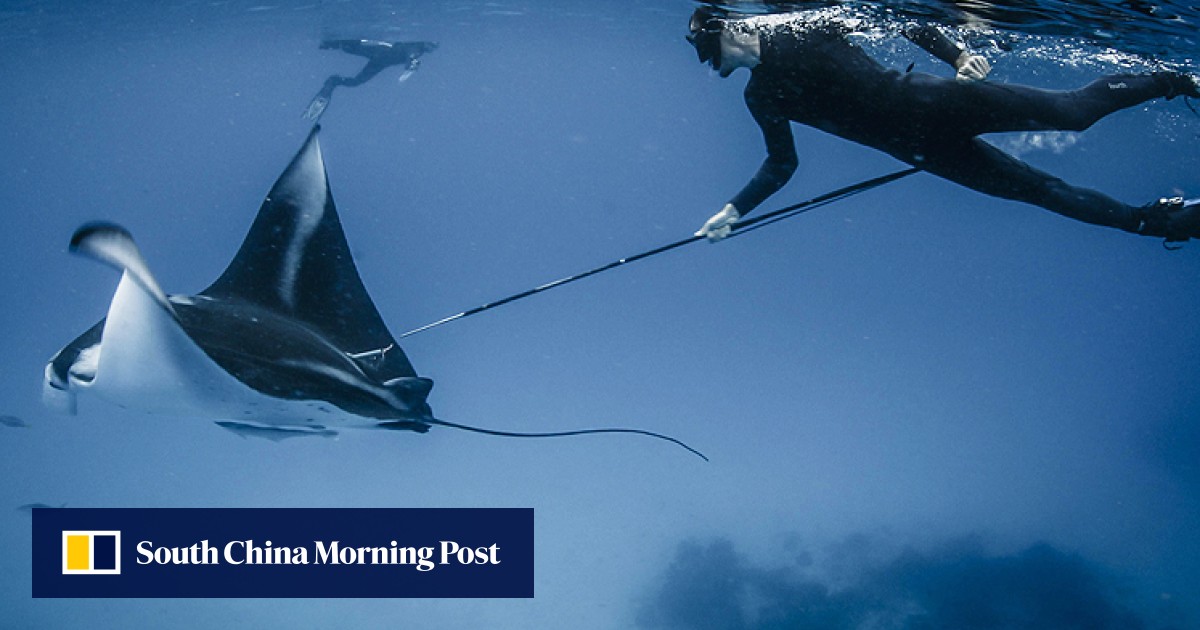 Indonesia teaching the manta ray tourism mantra in quest to save fish