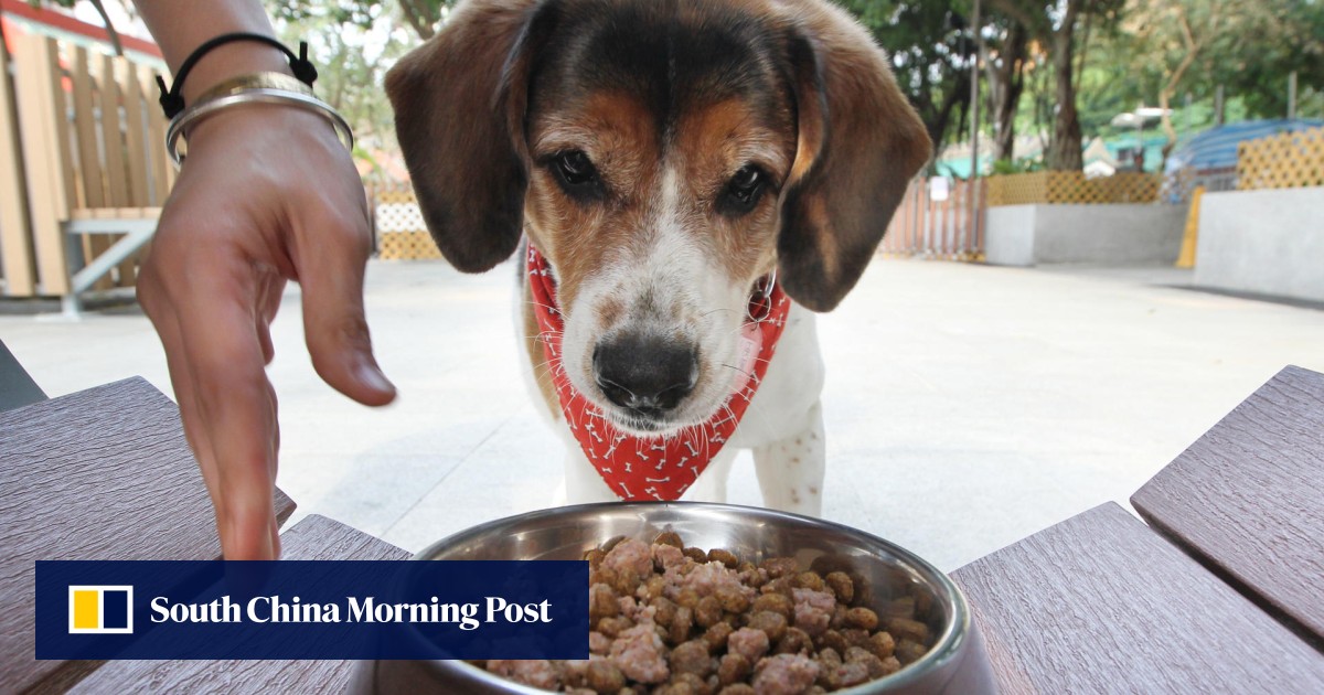 Cancercausing toxin found in Hong Kong pet food sparks alarm South