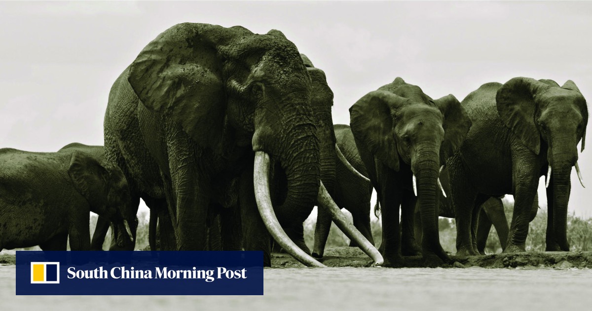 Kenya Poachers Kill Satao Famed Giant African Elephant For His Tusks 
