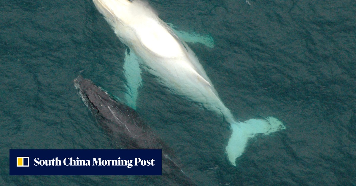 Very rare white humpback whale spotted off Australia | South China ...
