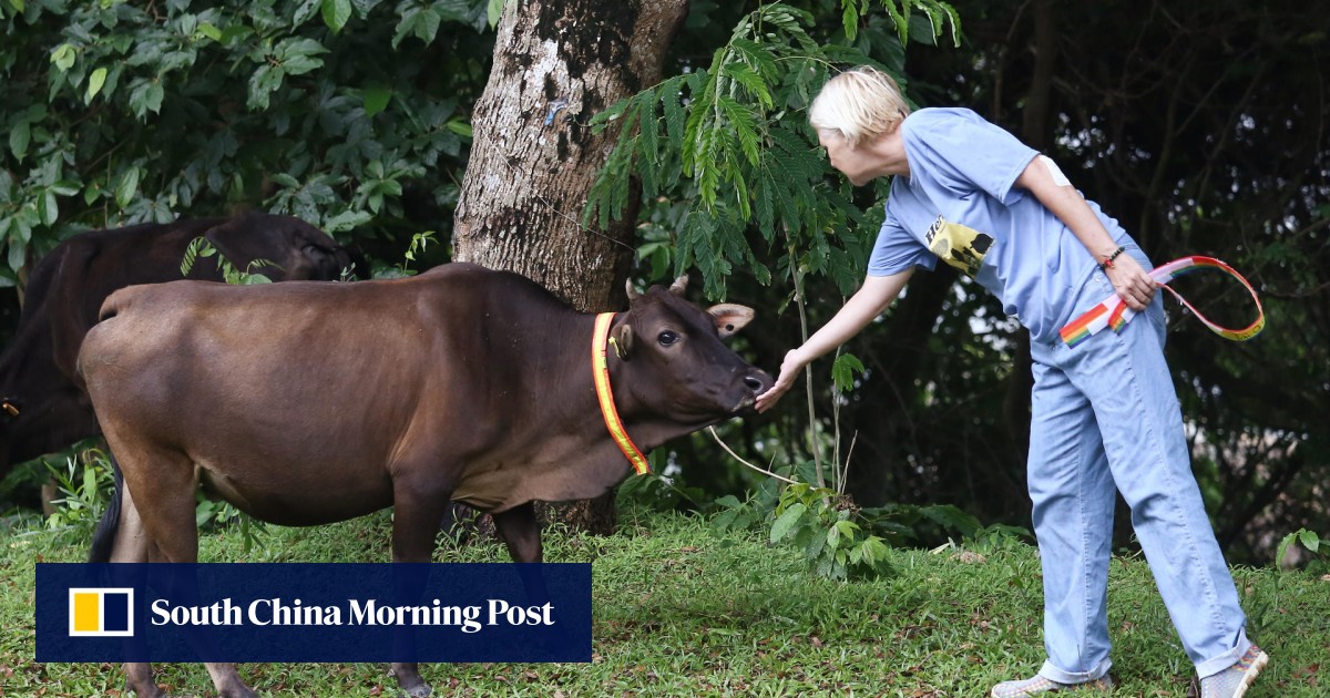Collaring the cows rural residents fit cattle with reflective gear