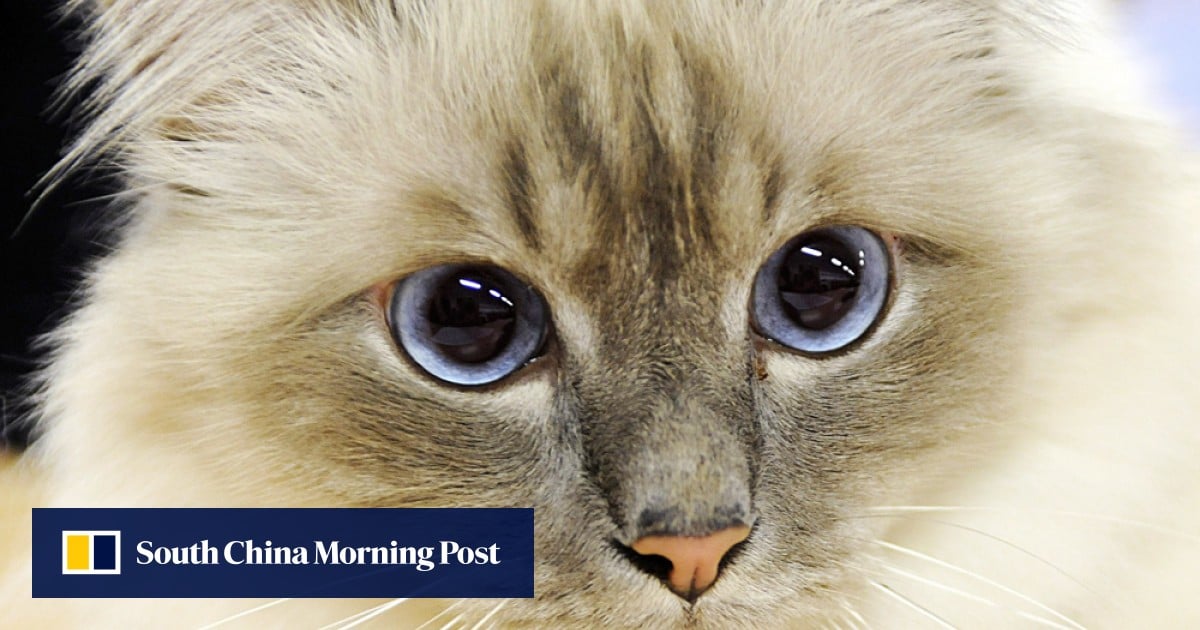 ‘It’s sweeter and tenderer than dog meat’: Vietnam’s taste for cat leaves pets in peril | South China Morning Post