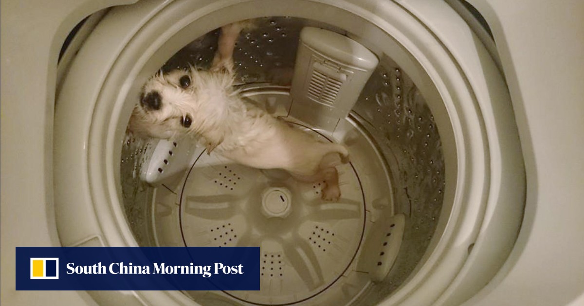 'Wanted? I'm going back to China' Man who put dog in washing machine
