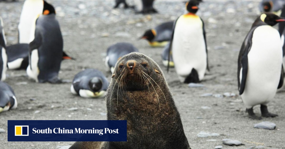 Why some Antarctic fur seals try to mate with king penguins | South