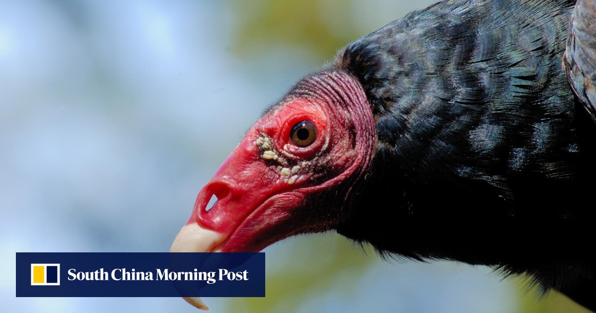 Turkey vulture's gross habits let it avoid food poisoning study