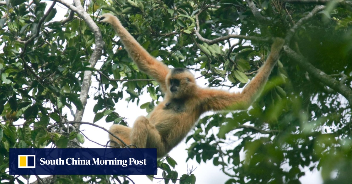 Scientists press China for action plan to save Hainan gibbons from