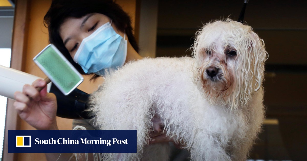 Hong Kong pet grooming, cremation services get a mauling from consumers